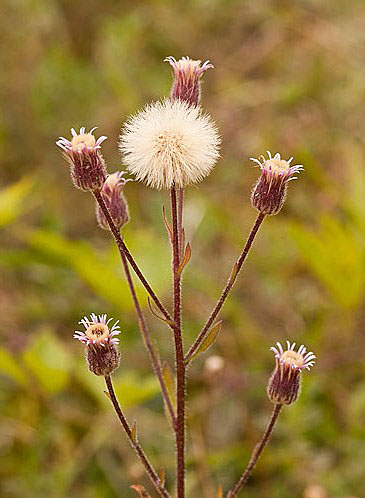 Blue Fleabane