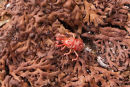 Spider Mite ?