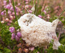 Slime Mould Fungi