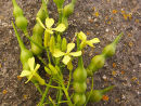Sea Radish