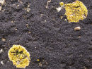 Black Tar Lichen - "Verrucaria Maura".