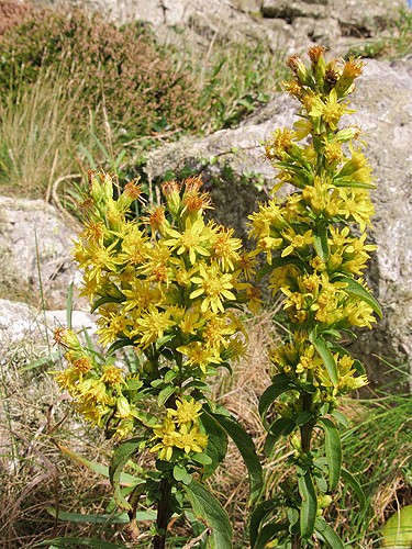 Golden Rod