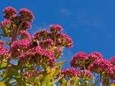 Orpine