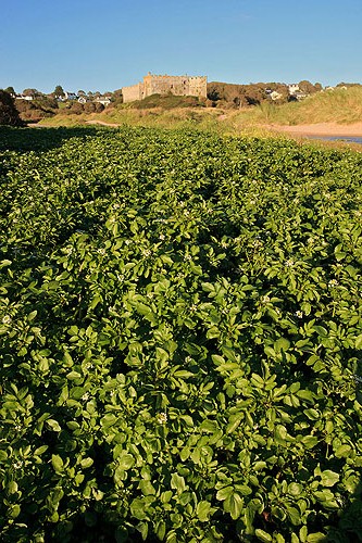Watercress