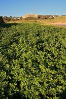 Watercress