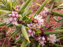 Dodder - Flowers