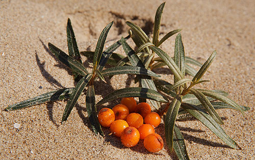 Sea Buckthorn berries
