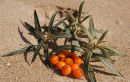 Sea Buckthorn berries