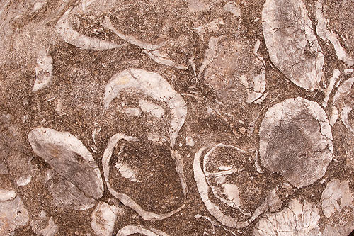 Brachiopod Fossils