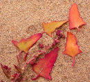 Spear Leaved Orache.