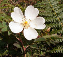 Burnet Rose