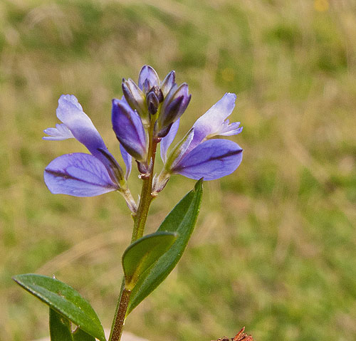 Heath Milkwort