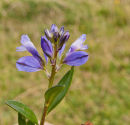Heath Milkwort