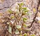 Sea Purslane