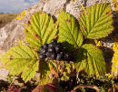 Dewberry