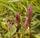 Autumn Gentian?