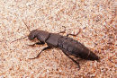 Devil's Coach- Horse