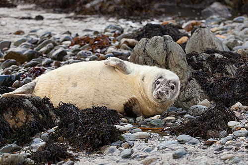 Atlantic Grey Seal