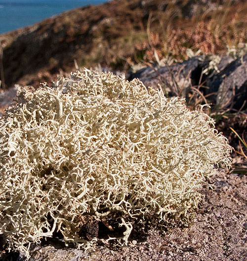 Lichen - Reindeer Lichen ?