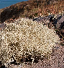 Lichen - Reindeer Lichen ?