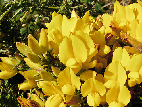 Western Gorse