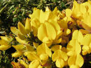Western Gorse