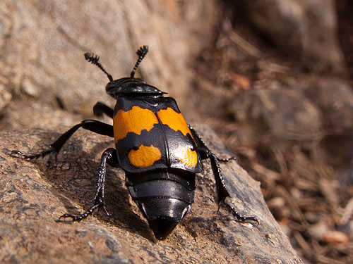 Sexton Burying Beetle
