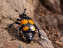 Sexton Burying Beetle