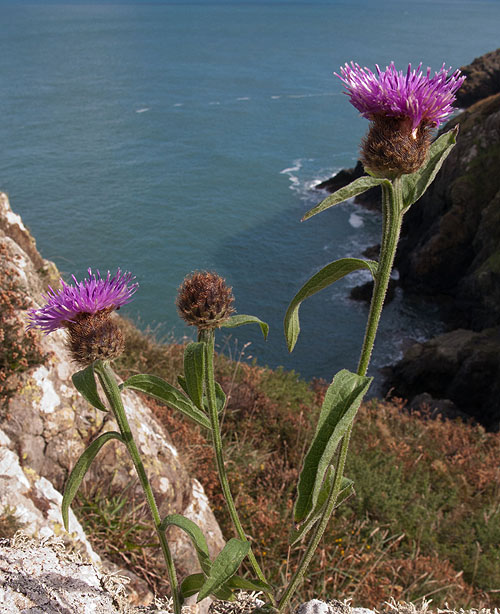 Black Knapweed