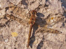 Common Darter