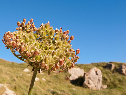 Wild Carrot