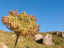Wild Carrot