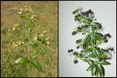 Wild Madder