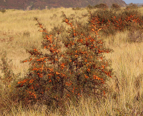 Sea Buckthorn