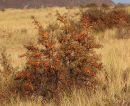 Sea Buckthorn