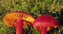 Scarlet Waxcap Fungi?