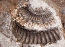 Ammonite