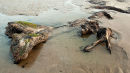 Borth Sunken Forest