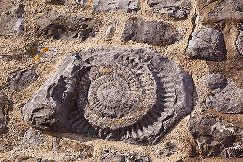 St Donat's Ammonite