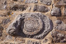 St Donat's Ammonite