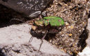 Green Tiger Beetle - "Cicindela Campestris"