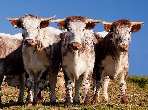 Longhorn Cattle