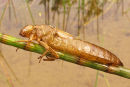 Hawker Dragonfly - Exuvia
