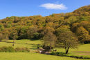 Meadows