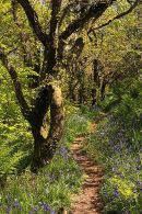 Bluebells