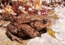 Common Toad - "Bufo Bufo".