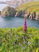 Foxglove