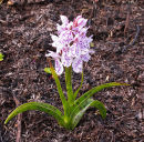 Heath Spotted Orchid