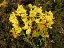Hairy Greenweed