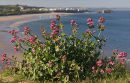 Red Valerian